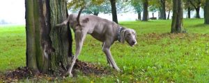 Câine care ridică piciorul pentru a face pipi la un copac