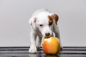 câine frumos gustând mărul