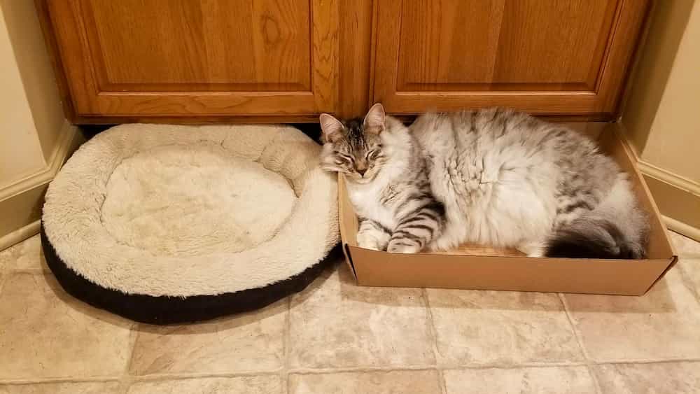 pisica doarme in cutie langa patul de pisici