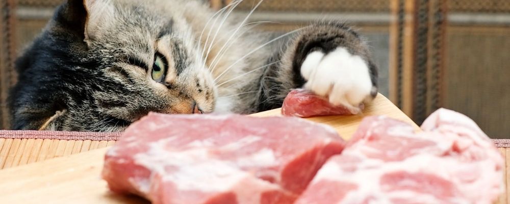 pisica fura carne de pe masa
