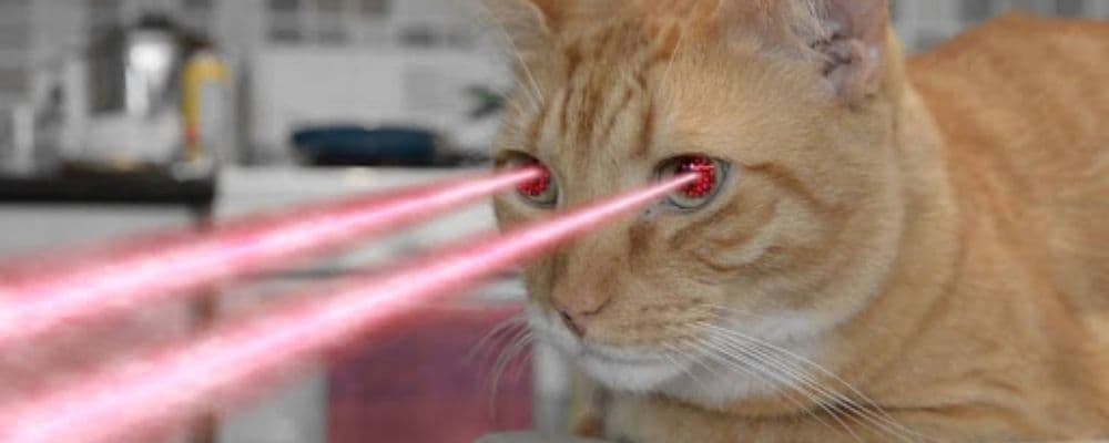 pisica laser