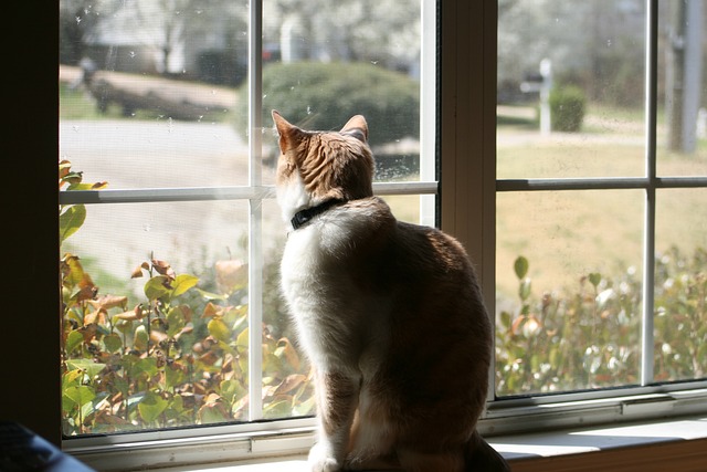 cat at window